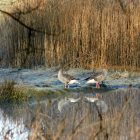 Enten