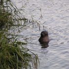 Eine verirrte Kegelrobbe  im Elbe-Lübeck-Kanal